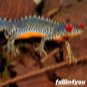 fallin4you