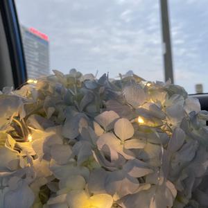 苹果（翻自 liaojuntao）