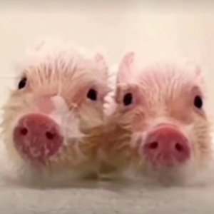 记忆嗅觉