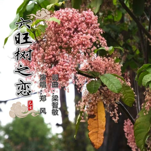 六旺树之恋 (伴奏)