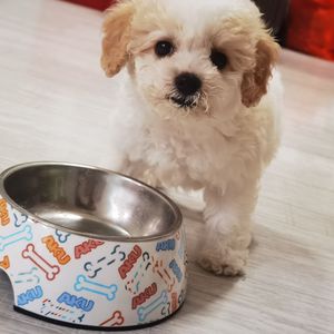 曲奇的小小世界