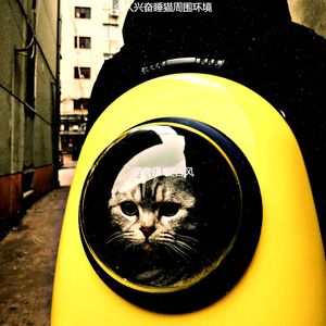 一尘不染小猫印象数