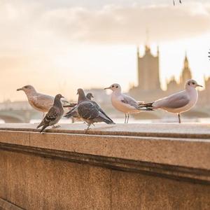 手机铃声五十四