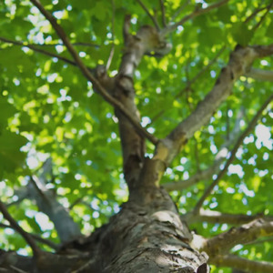 ゴールデンポトス