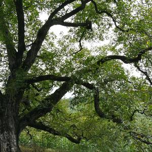 世界核心 中国桃源