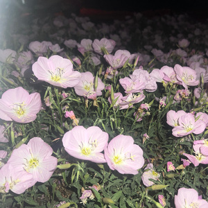 阳光不燥微风正好