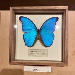 [Pop trap] for FREE --'Letter'