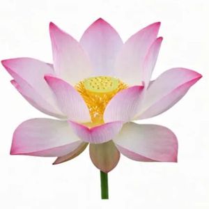 送你一朵爱花 伴奏