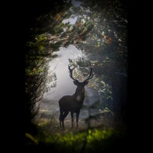 去追一只鹿（翻自 小时姑娘）