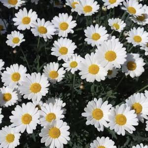 如愿（片段）
