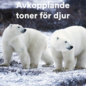 Deep Sleep Meditation for Cows