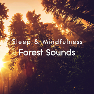 Forest Sleep and Relaxing Sounds, Pt. 254