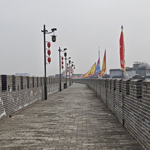 宠物的欢乐时光