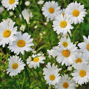 PAPATYALAR (feat. TILSIM)