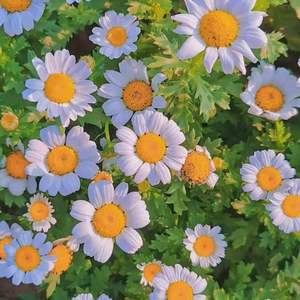 lumen 阳阳-什么样的爱情（云 remix）