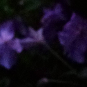 i've always loved you