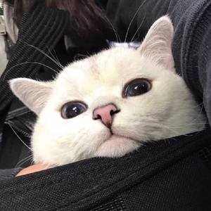 直觉（温柔版）