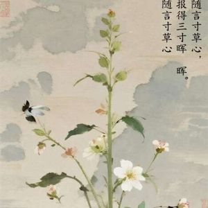 寸草心-小郑(海纳百川)