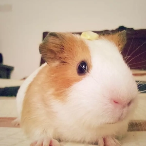 就让我在春风沉醉的夜里老去