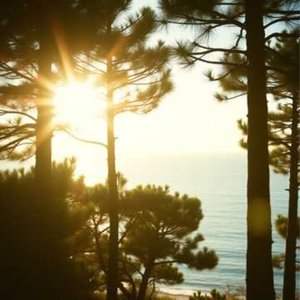 Morning Forest Waltz