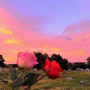 [FREE]red roses|Juice WRLDxTrippie Redd Type Beat