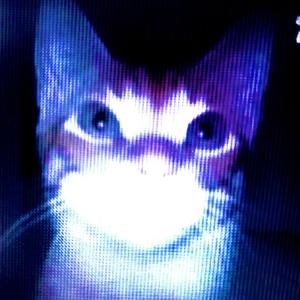 kitty cat (feat. dorikore)