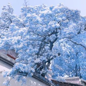 春风来信