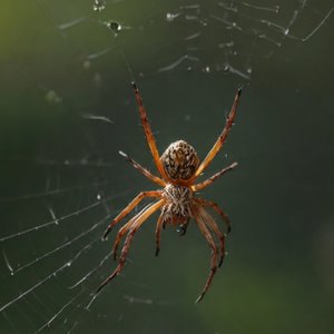 Scared Spider