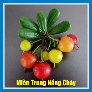 Miền Trung Nắng Cháy