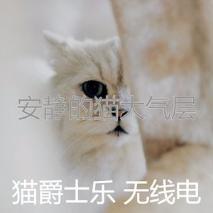 抚慰的猫在家回忆