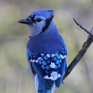 Burung Biru (Acoustic)