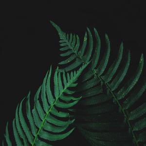 The Keys Sounded Softly