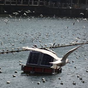 含笑有白鹭（Cover崔开潮）