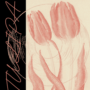 Tulipa