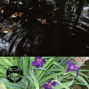 Young introvert hustla (feat. Papicum)