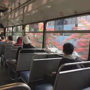 两只老虎