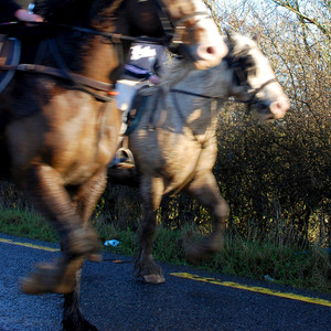 Trotting Horse On a Rural Road
