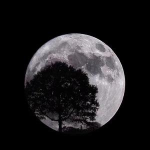 来自天堂的魔鬼