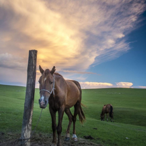 白云要飘向何方