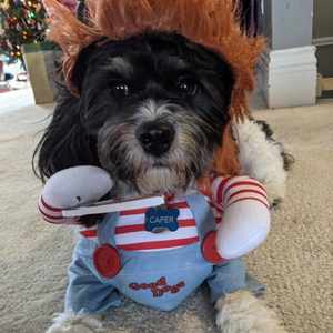 Yesterday My Hamster Died