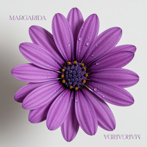 Margarida