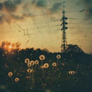Dandelion Broadcast