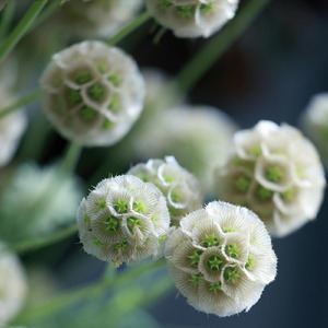 Pyunagar Crazy For Your Knight