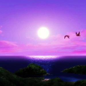 沙滩 海鸥 夏日 chill