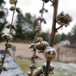 Roba Mi Corazón Esta Noche