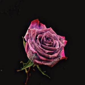 Glowing Rose