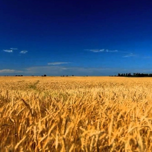 Батьківщина (2014)