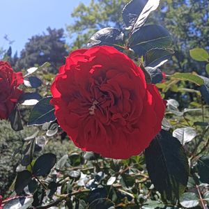 杯中残酒（纯音乐）