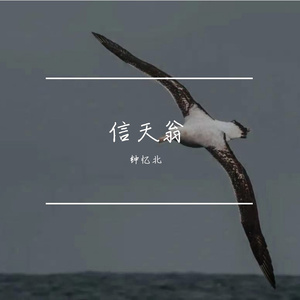 信天翁