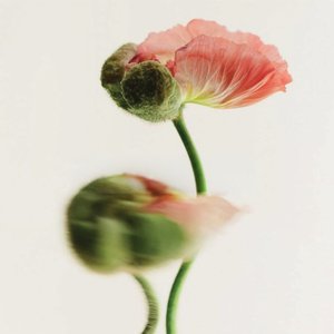 RO:EN World - The Crown of Remembrance (for Rosemary Essential Oil)